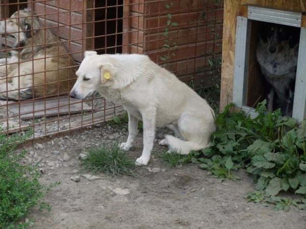 PODIANA (♀) - seit mindestens 2019 im Shelter – Bild 2