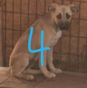 POKITO - vermisst 11/2021