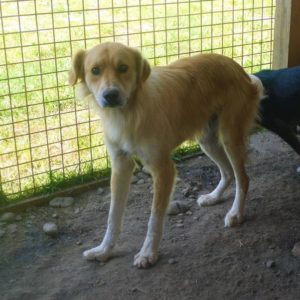 PRINCETON - reserviert Tierhilfe Lebenswert DR - vermittelt