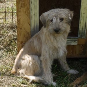 PUKA - reserviert NadineH - vermittelt