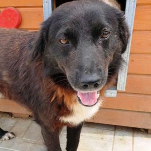 RAABO - reserviert Manuela - vermittelt