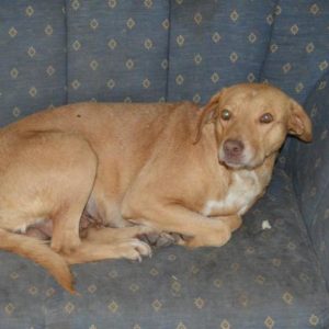 RANAH - RBB 06.06.2021