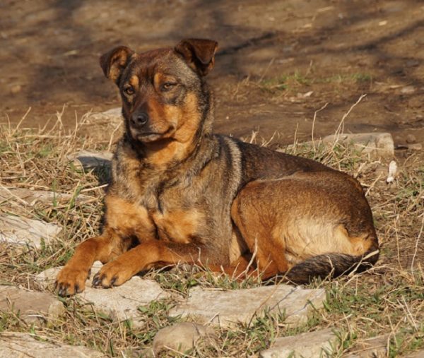 RAOUL - reserviert Tierheim Burgdorf - vermittelt – Bild 6