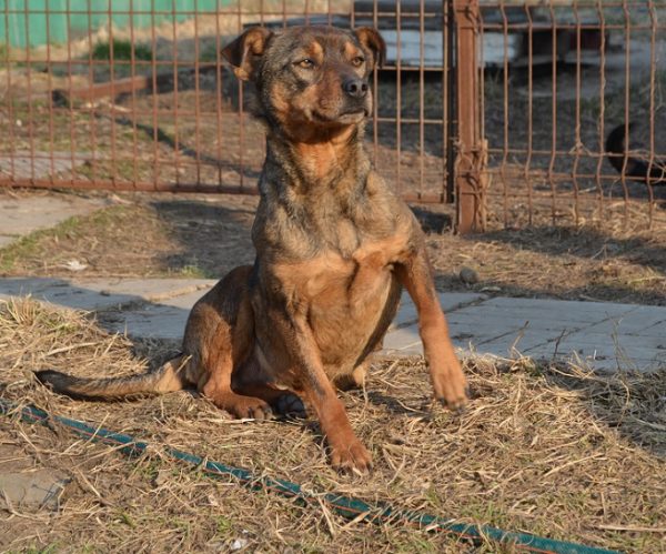 RAOUL - reserviert Tierheim Burgdorf - vermittelt – Bild 7