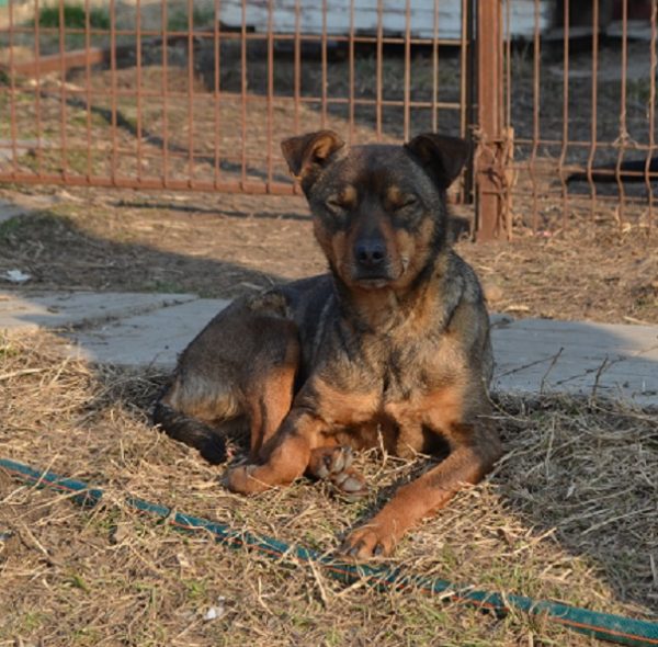 RAOUL - reserviert Tierheim Burgdorf - vermittelt – Bild 8