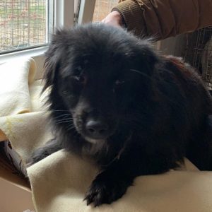 JEFFRY - reserviert Tierhilfe Lebenswert DR - vermittelt