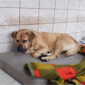 REMBRANDT - blind - reserviert Manuela - vermittelt