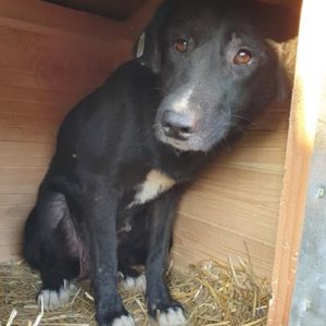 RENAJA - vermisst 08/2021