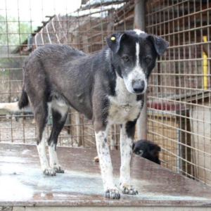 RENDI - vermisst 08/2021