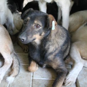 RICCOLA - vermisst (seit 2021)