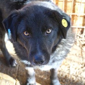 RICK - reserviert THL DogR (01/21) - vermittelt