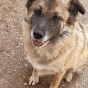 RIKA - vermisst 12/2020