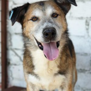 RIVER - reserviert TH Pfaffengrün - vermittelt