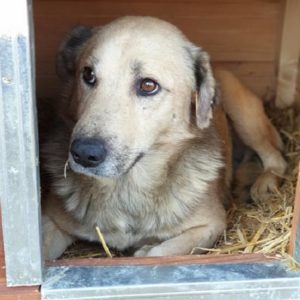 ROJAR - vermisst 08/2021