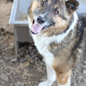 ROLFY - reserviert Tierhilfe Lebenswert DR - vermittelt