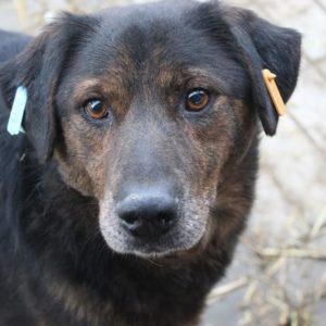 ROSCO - reserviert Manuela - vermittelt