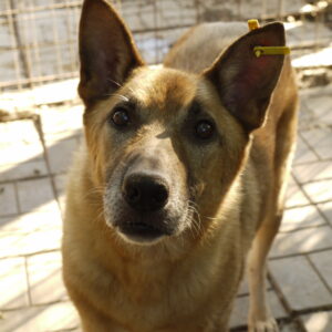 ROYCE - vermisst 11/2021