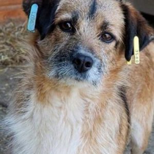 SALIMA - reserviert Lorraine - vermittelt