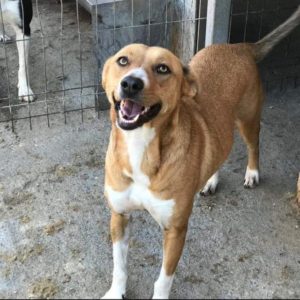 SALMA - reserviert TINO - vermittelt