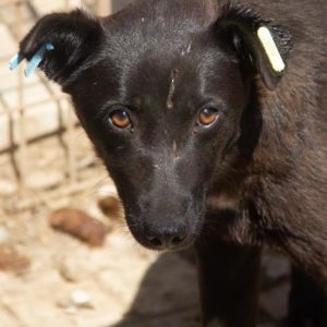 SAMENTA - vermisst 11/2021