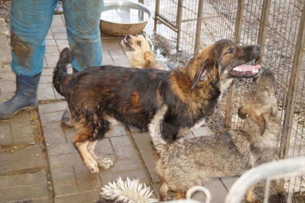 SAMSON - Hinterhandprobleme - reserviert Vergessene Pfoten Stuttgart - vermittelt – Bild 8