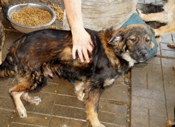 SAMSON - Hinterhandprobleme - reserviert Vergessene Pfoten Stuttgart - vermittelt – Bild 7