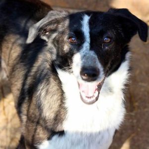 SANTA - Knieprobleme - reserviert Lorraine - vermittelt