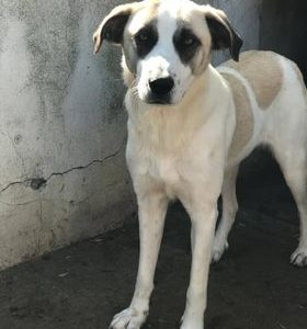 SANTIAGO - reserviert THL (GC) - vermittelt