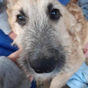 SATORU - reserviert für PS in PLZ 3 - vermittelt