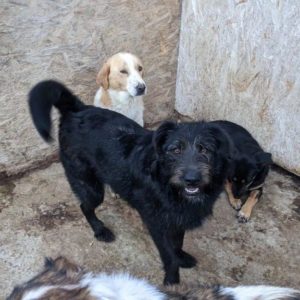 SCHWARZENEGGER - reserviert - vermittelt