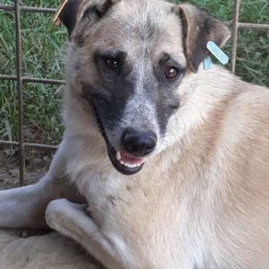 SEMMY - vermisst 08/21 -