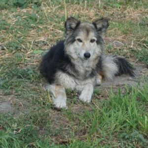 SHANNON - reserviert NadineH - vermittelt