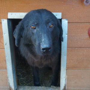 SHAYA - vermisst 08/2021