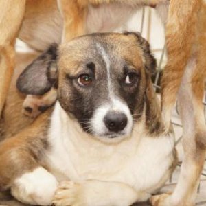 SINATÓ (FRIDO) - reserviert ES (NH) - vermittelt