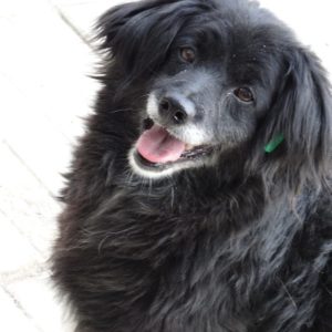 SISKA - reserviert Kathleen Müller - vermittelt