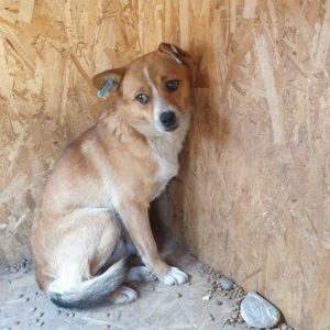 SKIPPY - vermisst 05/2022