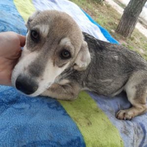 SMACK - RBB Ende 2020