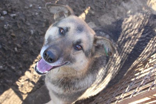 SMILEY - reserviert Manuela - vermittelt