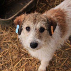 SOFIA - reserviert NadineH - vermittelt