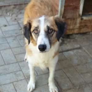 SOHAL - vermisst 11/2021