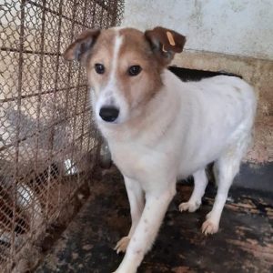 SORBAS - vermisst 11/2021