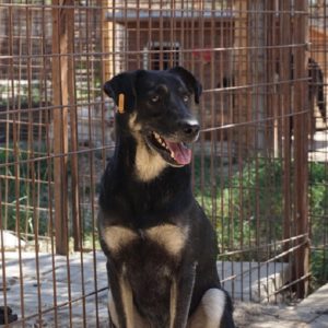 SPENCER - reserviert NadineH - vermittelt