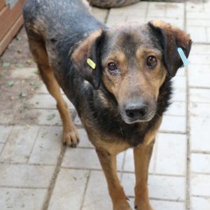 STEVIE - vermisst 05/2021