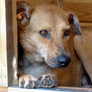 SUSHKE - RBB 29.10.2021