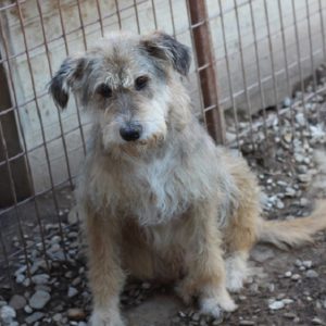 SZELLÖ - reserviert SchnauzerNothilfe (GC) - vermittelt