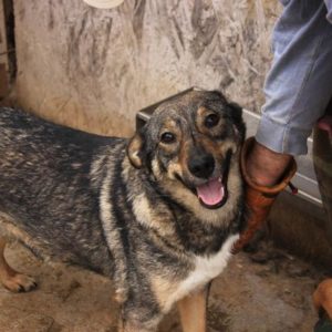 SASONY - auf Pflegestelle in PLZ 7 - vermittelt