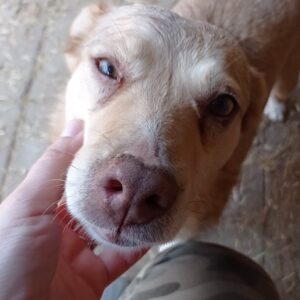 SCHNUTE - auf Pflegestelle in PLZ 2 - vermittelt