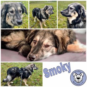 Smoky in 06184 Kabelsketal