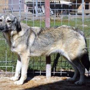 SONNE - Notfall - reserviert Manuela vermittelt