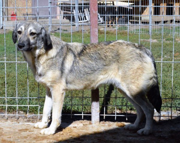 SONNE - Notfall - reserviert Manuela vermittelt